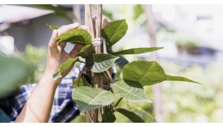 Podpěry a vázací materiál